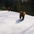 Haos na skijalištu u transilvaniji Medved upao na ski stazu pa pojurio za skijaškim instruktorom (foto, video)