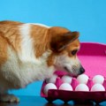 Da li psima treba davati jaja?