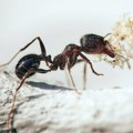 Природни састојци за уклањање мрава без употребе пестицида