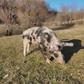 Vepar Šarac je napravio 10.000 prasića Opslužuje oko 400 svinja, a za one teške ima posebnu tehniku (foto)