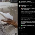 Preparirani krokodil pronađen na niškoj ulici