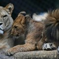 Četiri mladunčeta retke vrste berberskog lava došla na svet u Zoo vrtu: Ljudi im istrebili vrtsu, sada rade sve da je obnove…
