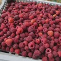 Vanredna mera podrške za skladištenje roda maline: Evo koliko je novca izdvojeno