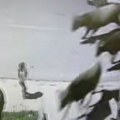 (Видео) Стампедо подивљалих крава: Истрчале иза зграде код Тивта и напале дете: Људи гледају снимак и крсте се