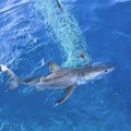 Drama na surferskom spektaklu: Fotografa u vodi napalo misteriozno morsko biće, aktivirana crvena uzbuna