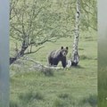Oči u oči sa medvedom na Goliji: Meštani snimili bliske susrete kod Okruglice i u Kovilju (VIDEO)