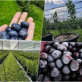 Šta se dešava? Vlasnici plantaža nude sve što imaju, dnevnice za berbu borovnica oborile rekorde - ni uz smeštaj i hranu niko…