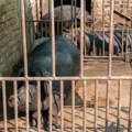Preduzmite mere zaštite: Apel stočarima u Zrenjaninu zbog pojave afričke kuge svinja