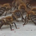 Dve osobe umrle nakon napada osa u Beogradu: Doktorka upozorava kada ubod može biti smrtonosan i šta nikako ne raditi