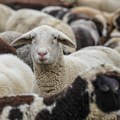 Posle afričke kuge svinja u Srbiju stigle i boginje koza i ovaca