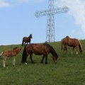 Suvereni gospodari planine: Planina Stolovi poviše Kraljeva prepoznatljiva po poludivljim konjima