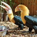 Beo zoo vrt bogatiji je za dva neobična leteća stvora: Pogledajte kako se šepure svojim mega kljunovima