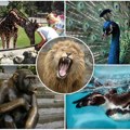 Zabavni park, zoo vrt, panoramski točak, bazeni i spa centar: Evo šta će se sve graditi na Adi Ciganliji