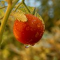 Hoće da nam zabrane uzgoj povrća u baštama: Kažu da je štetno za planetu