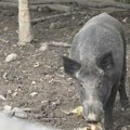 Sramota u prijepolju: Odstreljena ženka divlje svinje koja je na svet uskoro trebalo da donese petoro prasadi