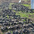 Kikinda: Pronađeno 800 mrtvih ptica u ataru sela Nakovo