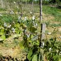 Otkud mraz u aprilu i koliko je oštetio srpske vinograde?