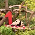Prvi rođendan drugog para pandi blizanaca rođenih u Nemačkoj (video)