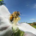 Broj insekata oprašivača sve manji - posledice bi mogle biti katastrofalne