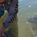 Malo mu jedna pecaljka da ga ulovi! Ribolovac uspeo ono što malo kome pođe za rukom: Upecao monstruma u Dunavu, pa objavio…