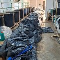 (Foto) zaplenjeno pola tona droge! Prve slike sa mesta otkrića ilegalne laboratorije marihuane: Ovo je sve nađeno kod…