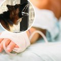 Dečak (3) zaražen besnilom, lekari gube nadu da će se oporaviti: Opasna bolest ponovo hara u evropskoj državi