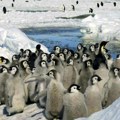 Uginulo do 10.000 mladih pingvina zbog otapanja leda na Antarktiku