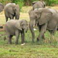 Bangladeš zabranio udomljavanje divljih slonova