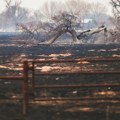 Žena poginula u šumskom požaru u Teksasu, koji se danima ne smiruje: Drugi je najveći u istoriji države
