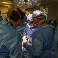 Prvi svinjski bubreg u čovjeku: Je li to budućnost transplantacije?