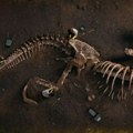 "Dinosaurusi su prevara": Bizarna teorija zavere usijala mreže, pominju se drevni divovi