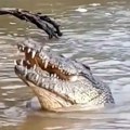 Avion pao u močvaru sa aligatorima: Putnici bili okruženi zverima i uspeli da prežive (Video)