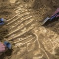 Naučnici identifikovali novu vrstu drevnog gmizavca starog 247 miliona godina