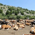 Više od 1.000 krava i konja na Suvoj planini ponovo bez vode