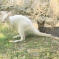 Ovari: Albino kenguri ne opstaju dugo u prirodi, kod nas imaju svu negu i pažnju