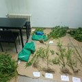 Uhapšen diler u Kraljevu: Policija pronašla 19 kilograma kanabisa