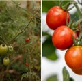 Kao iz bakine bašte: Ne treba vam skupa hemija, ova biljka je prirodni štit za paradajz u bašti, tera štetočine i čisti zemlju…