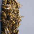 Rojevi pčela prekrili zidove i vozila, građani bežali u panici: Nestvaran snimak kruži, šta se dešava?