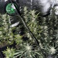 Otkrivena laboratorija za uzgoj marihuane u Žablju! Pogledajte šta je policija zatekla u kući, uhapšen muškarac (foto)