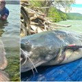 Serija fantastičnih ulova somova na Dunavu ribolovca Milana Panića: Rekordi se nižu, grdosije opet Dunavom plivaju