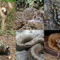 Ugrožena bogata flora i fauna u Šumaricama: Nezaštićena priroda Spomen parka