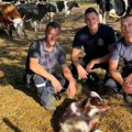 Ovi vatrogasci su heroji: Usred pakla u Deliblatskoj peščari desilo se nešto nestvarno
