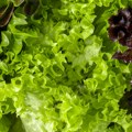 Dvoje preminulo, više od 12.000 obolelih zbog kontaminirane salate: CDC upozorava na ozbiljne komplikacije