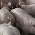 Država plaća naknadu za životinje uginule ili ubijene zbog Afričke svinjske kuge