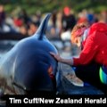Preko 50 kitova umrlo nakon nasukavanja na škotskoj plaži