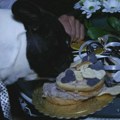 Nisu žalili para za svog psa: Neverovatno veselje u Srbiji, ovaj rođendan će se dugo prepričavati FOTO