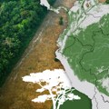 Sporo umiranje Amazonije: Svet bi trebalo da se zabrine