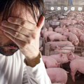 Afrička svinjska kuga u Hrvatskoj: Hitno usmrćene sve životinje, zaraza se širi u Osječko-baranjskoj županiji!