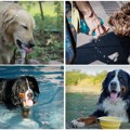 Veterinari apeluju: "Uradite test dlanom pre šetnje i prestanite sa kobnim greškama koje ugrožavaju pse"