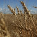 Kijev tuži Poljsku, Mađarsku i Slovačku zbog produženja zabrane uvoza ukrajinskih žitarica